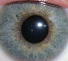 Pupil