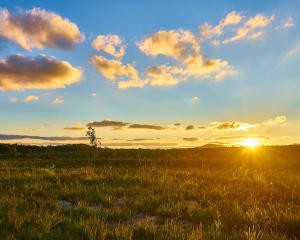 Australian Sun