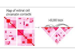 map retinal cell