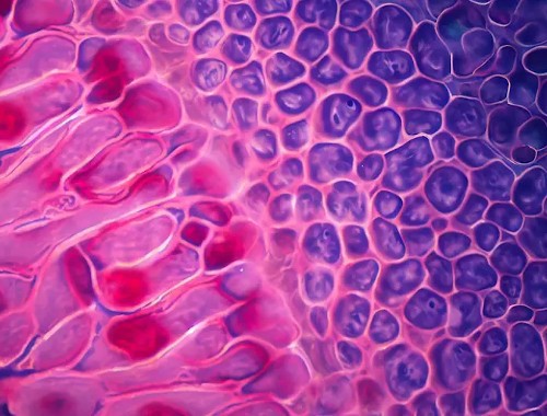 Pioneering Research Unveils Dynamic Human Eye Architecture