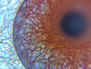 Retinal Eye Cell