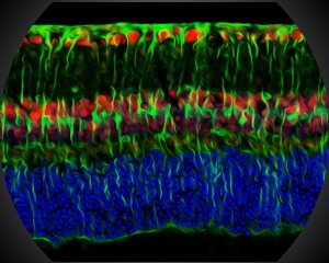 artistic image of mouse retina