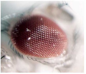 normal fly eye colour