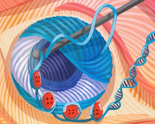 cell differentiation during retinal organoid development