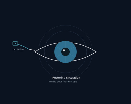 ecabox eye illustration