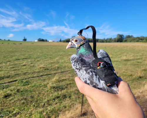 pigeon with head-mounted camera