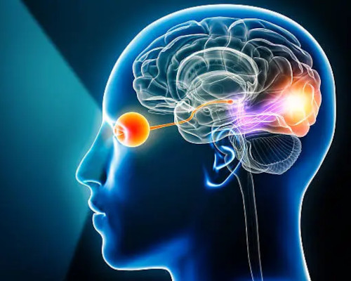 visual cortex